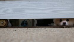 Dog looking through the front gate Stock Footage