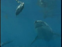 MS Great White Shark chasing bait, Guadalupe Island, Pacific Ocean Stock Footage