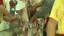 Butchers process sheep in a slaughterhouse. Stock Footage