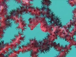 CU View of Pygmy seahorse / Visayan Islands, The Visayans, Philippines   Stock Footage