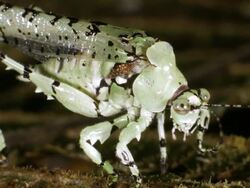 Lichen mimic katydid  (Machima sp.) in the Ecuadorian Amazon. Stock Footage