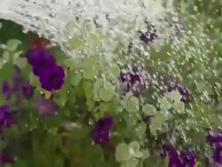 SLOW MOTION: Watering Flowers Stock Footage