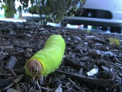 Caterpillar 6 Stock Footage
