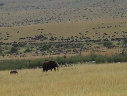 African Elephant- mother and yoyng walking in open savannah, big herd of Wildebeest in the back Stock Footage