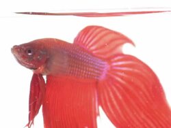 Red color siamese fighting fish with beautiful tail Stock Footage