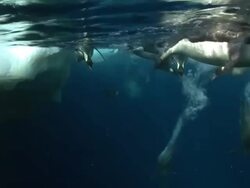 Emperor penguins (Aptenodytes forsteri) swimming at surface and looking into the depths, diving, underwater, Cape Washington, Antarctica Stock Footage