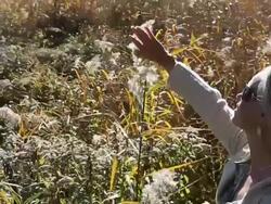 Woman strokes fluffy heads of reeds in lake marsh Stock Footage