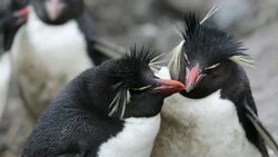 Rockhopper Penguins (Eudyptes chrysocome) on Westpoint island in the Falkland Islands off argentina, in South America. Numbers off rocxkhoppers have declined substantially, partly due to competition with commercial fishing and partly due to climate change, Stock Footage