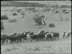 Cowboys herd cattle across a Texas prairie. News Clip
