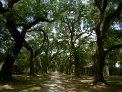 WS POV View of tree lined path next to old slave quarters / New Orleans, Louisiana, United States Stock Footage