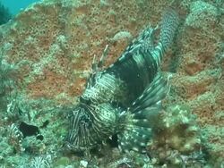 CU Shot of Devil fire fish lying on rock covering with coral and sponges / Matola, Maputo, Mozambique Stock Footage