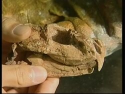 Scientists find remains of ancient lizard-like reptile News Clip