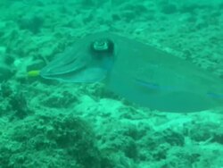 Cuttlefish, Borneo, Malaysia, Southeast Asia Stock Footage