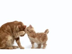 MS SLO MO Red tabby female cat licking kitten / Vieux Pont, Normandy, France Stock Footage