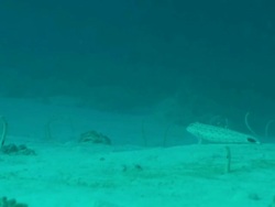 CU Shot of Numerous spotted garden eels emerging and retreating into sand burrows and swaying in current / Pemba, Cabo Delgado, Mozambique Stock Footage