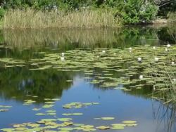 Slow Pan of White Lilies,  Across the Water With Reflected Blue Sky, To a Wading Bird Rookery Stock Footage