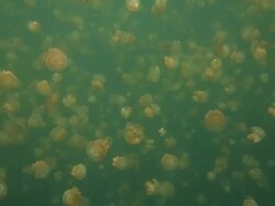 Jellyfish Lake, Snorkeling, Palau Stock Footage