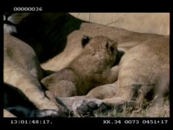 MCU Lion cub suckling Stock Footage