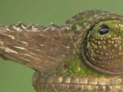 ECU PAN Shot of white horn of Chameleon along its body in forests of Kenya at foot of Kilimanjaro mountains / East Africa, Kenya Stock Footage