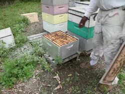 Mid shot of Steve opening a unhealthy hive. Honeyb Stock Footage