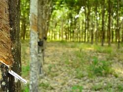 panning : rubber tree garden in Thailand in afternoon Stock Footage