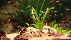 Aquarium full of colorfull fish Stock Footage