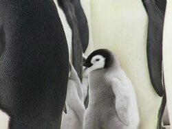 CU View of Emperor Penguin chick hungry for food / Antarctica Stock Footage