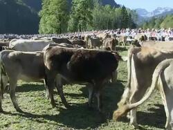 MS PAN Tourist watching group of cattles / Oberstdorf, Bavaria, Germany Stock Footage