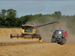 Wheat Harvesting Stock Footage