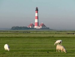 WS Shot of sheep's grassing on grass field near Westerhever lighthouse, North Frisian Wadden Sea / Westerhever, Schleswig Holstein, Germany Stock Footage