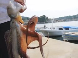 HD: Fisherman Holding Octopus In Hands Stock Footage