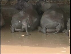 Vaccination programme to stop spread of disease in cattle News Clip