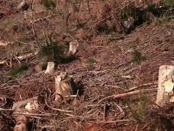 MS PAN  View of ravaged woodland after storm  /  Kastel-Staadt, Rhineland-Palatinate, Germany  Stock Footage