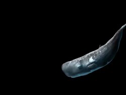Whale In Black Background Stock Footage