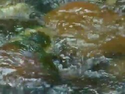 CU Shot of water flowing over rocks / Western Cape, South Africa Stock Footage
