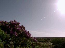 WS View of Pink veggies silhouetted in low afternoon sunlight in flat open landscape / Namaqualand, Northern Cape, South Africa Stock Footage