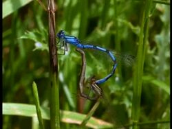 CU 2 Damselflies (Enallagma cyathigerum) mating, England Stock Footage