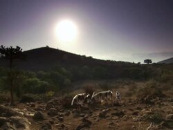 WS PAN Slaves carrying ivory / Tanzania  Stock Footage