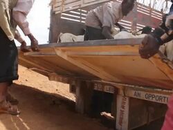 Goats loaded onto truck Stock Footage