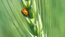Closeup of the lady bug in the Wheatgrass Stock Footage