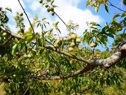 apricots on a tree branch, Dolly Shot Stock Footage