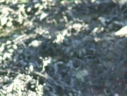 Mosquito swarm moving fast Stock Footage