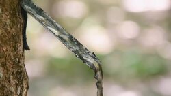 panning : Close-up of the rubber latex  from rubber tree Stock Footage