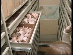 Government efforts to tackle fossil smuggling News Clip