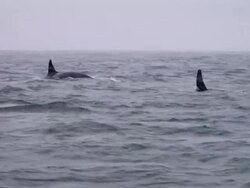 HD: Orcas Stock Footage