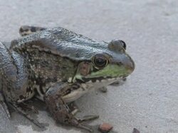 Frog 2 Stock Footage