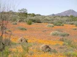 WS View of Masses of orange Namaqualand daisies carpeting sloping ground / Namaqualand, Northern Cape, South Africa Stock Footage