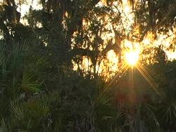 setting sun palmetto Stock Footage