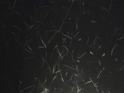 Worms, lit from below, egg mass in water column, Indonesia  Stock Footage