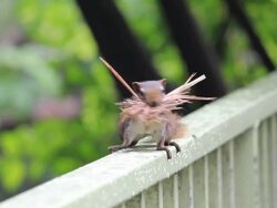 Squirrel on the fence. Stock Footage